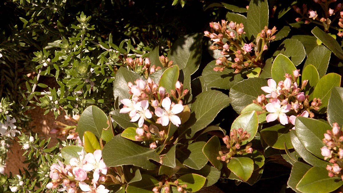 Raphiolepis umbellata shrubs-cultivation-Tuscany