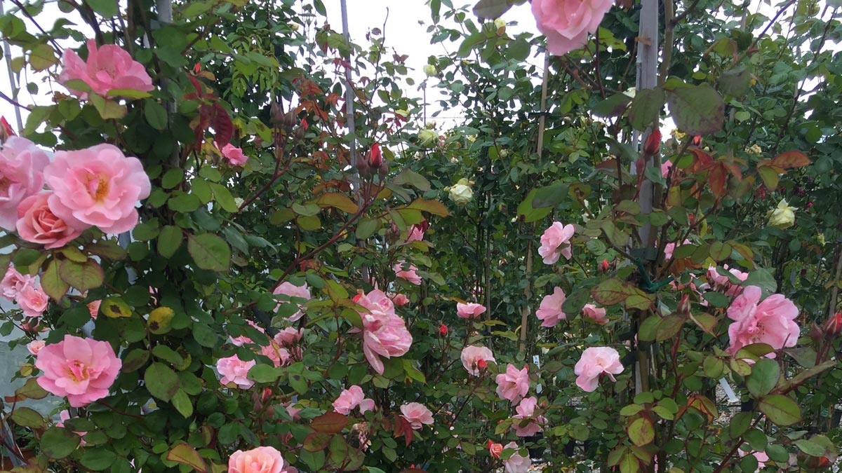 roses-for gardens-Pistoia