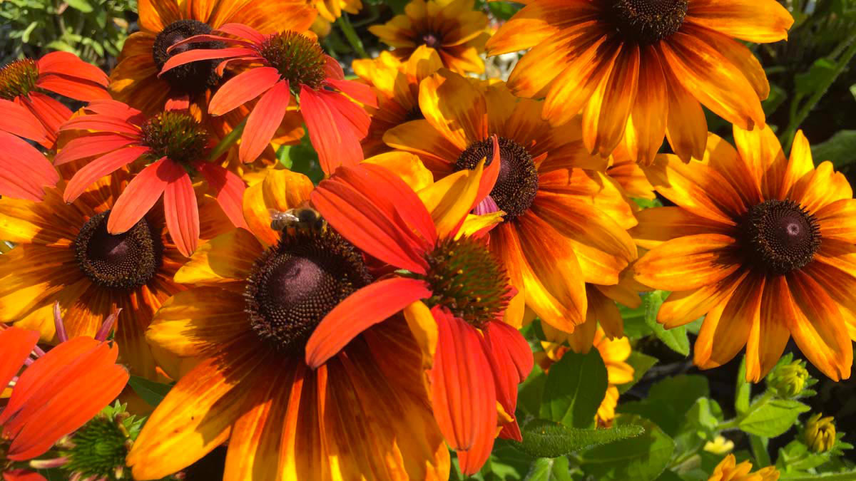 Rudbeckia-Blütenpflanzen-Wasserpflanzen-Süβgräser-Kauf-Toskana