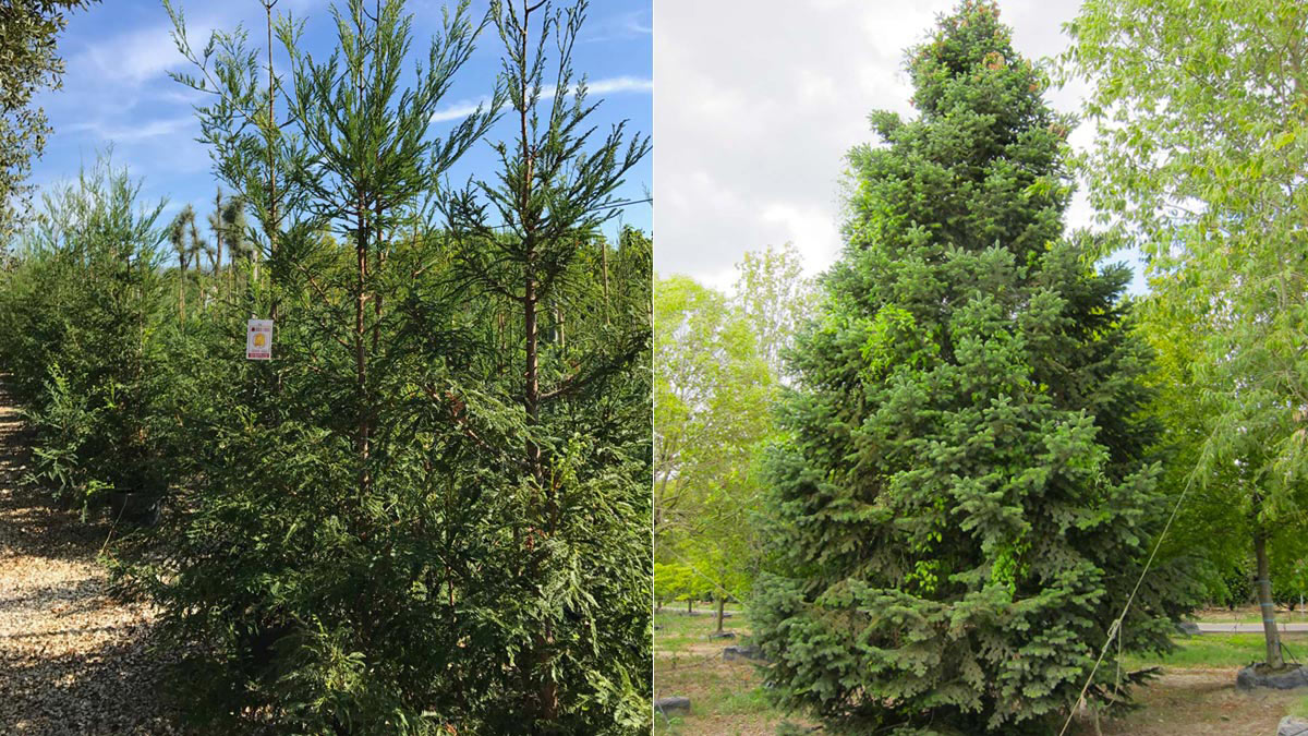 Секвойя вечнозелёная (Sequoia sempervirens) и Пихта нормандская (Abies nordmanniana) растения-отборные