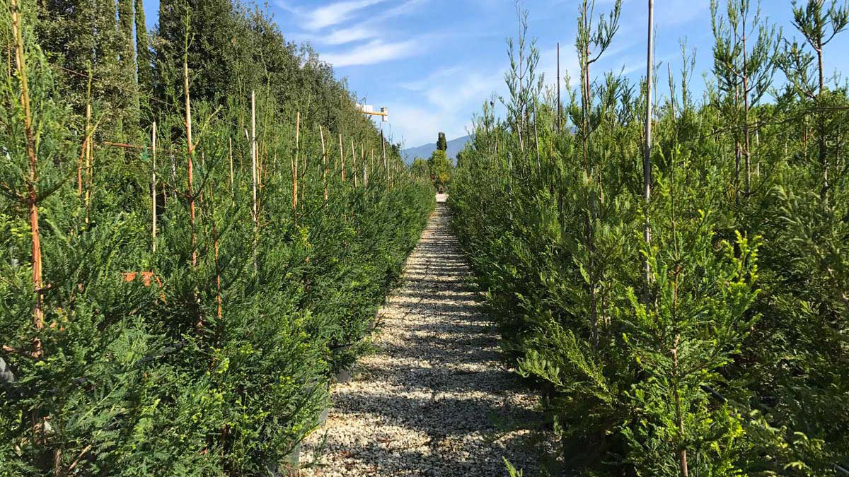 Sequoia sempervirens Baumschule-Koniferen-Verkauf-Pistoia