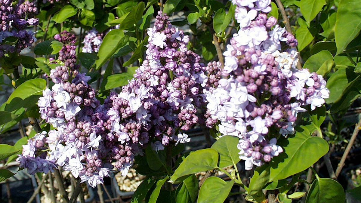 Syringa vulgaris Sträucher-Verkauf-Toskana