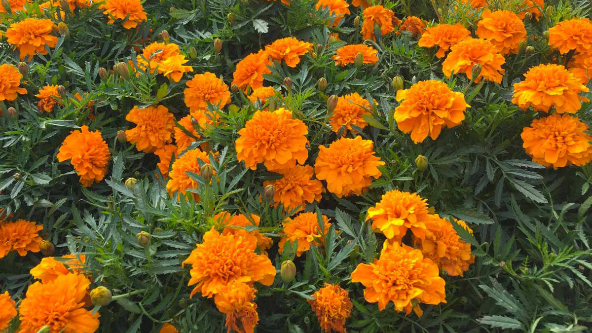 Tagetes-plantes ornementales-pour les jardins et les terrasses