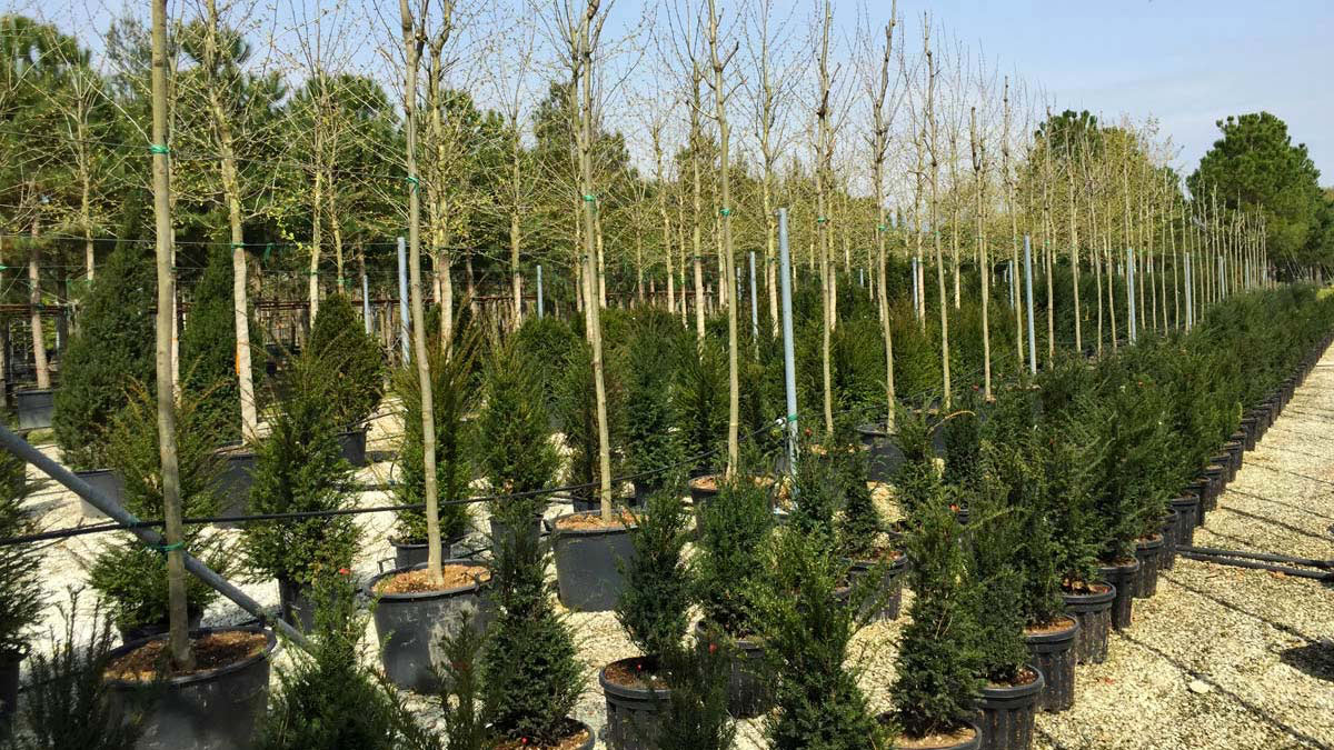 Тис ягодный (Taxus baccata) с формованной кроной-питомник-Тоскана