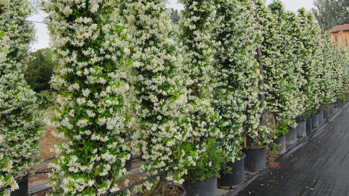 Trachelospermum-jasminoides-culture-Toscane