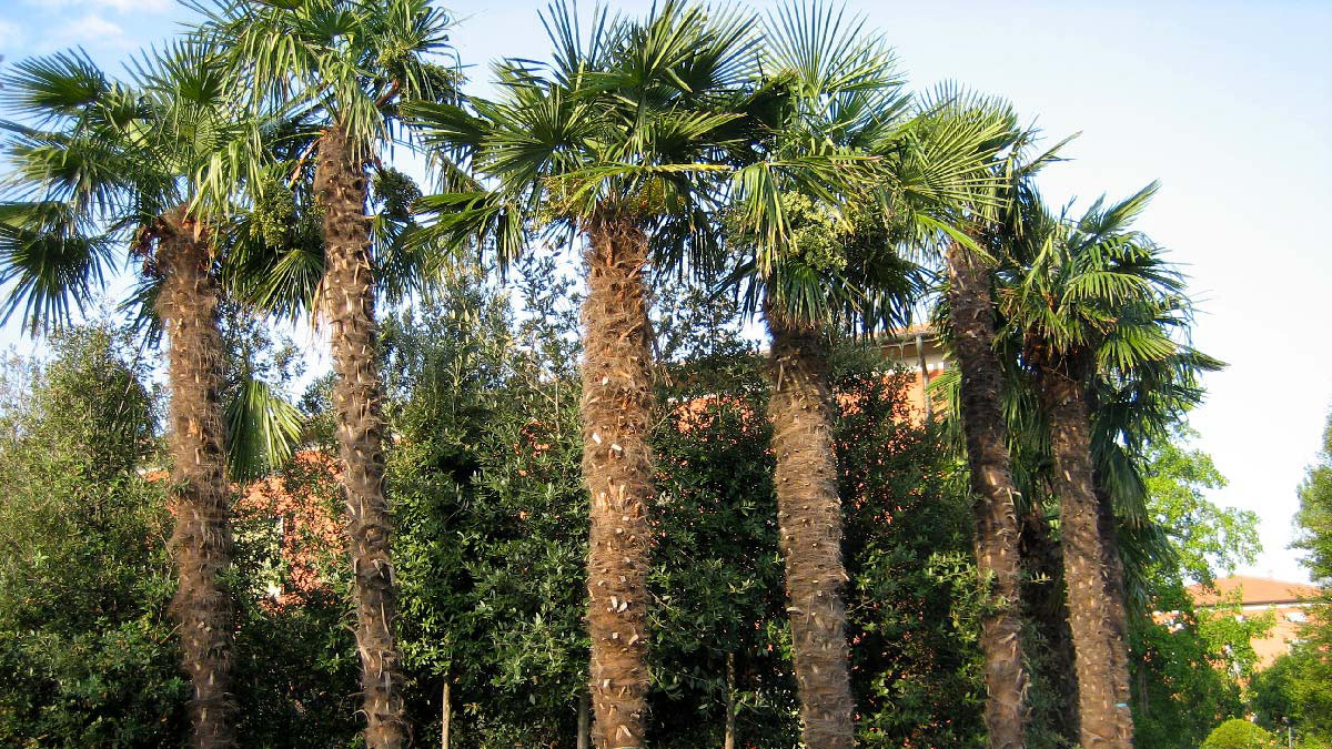 Trachycarpus-fortunei-palm-cultivation-Pistoia