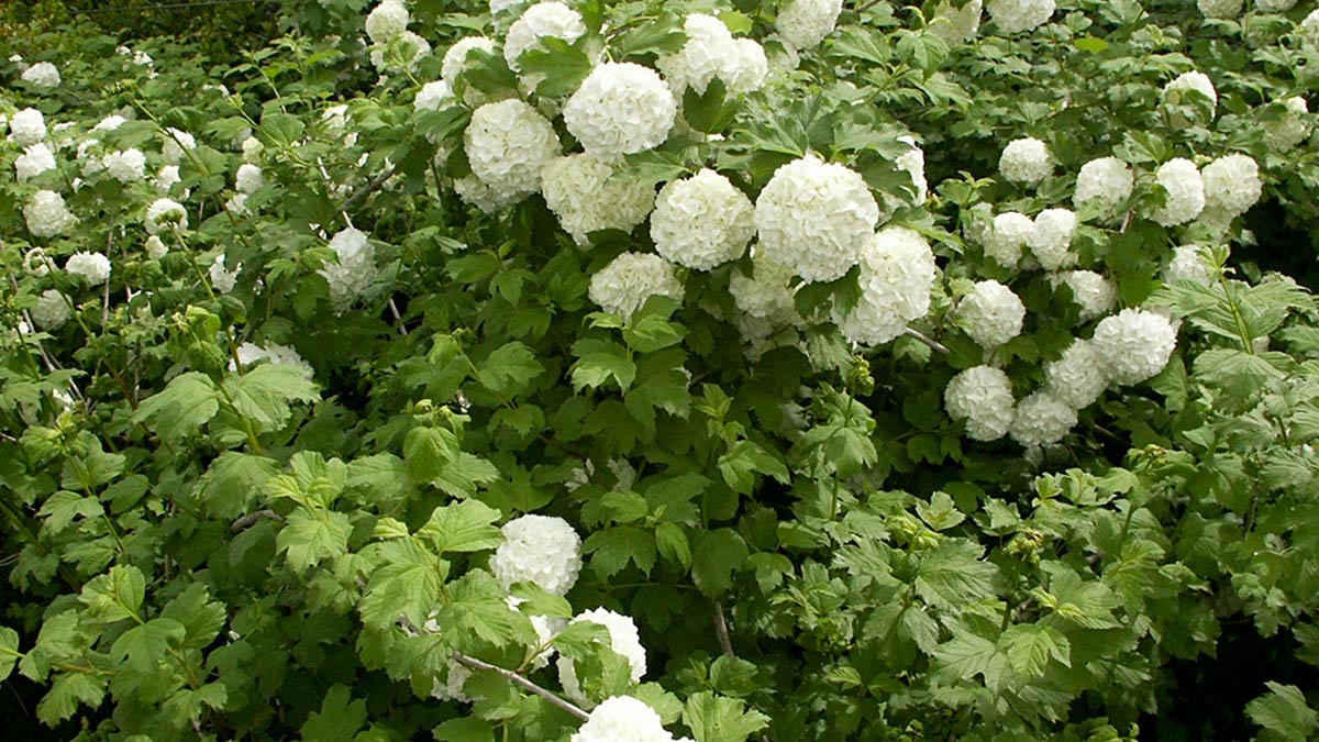 Viburnum opulus shrubs-nursery-Tuscany