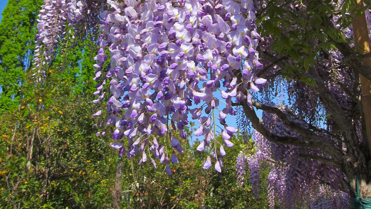 Wisteria-chinensis-plantes grimpantes- sélectionnées