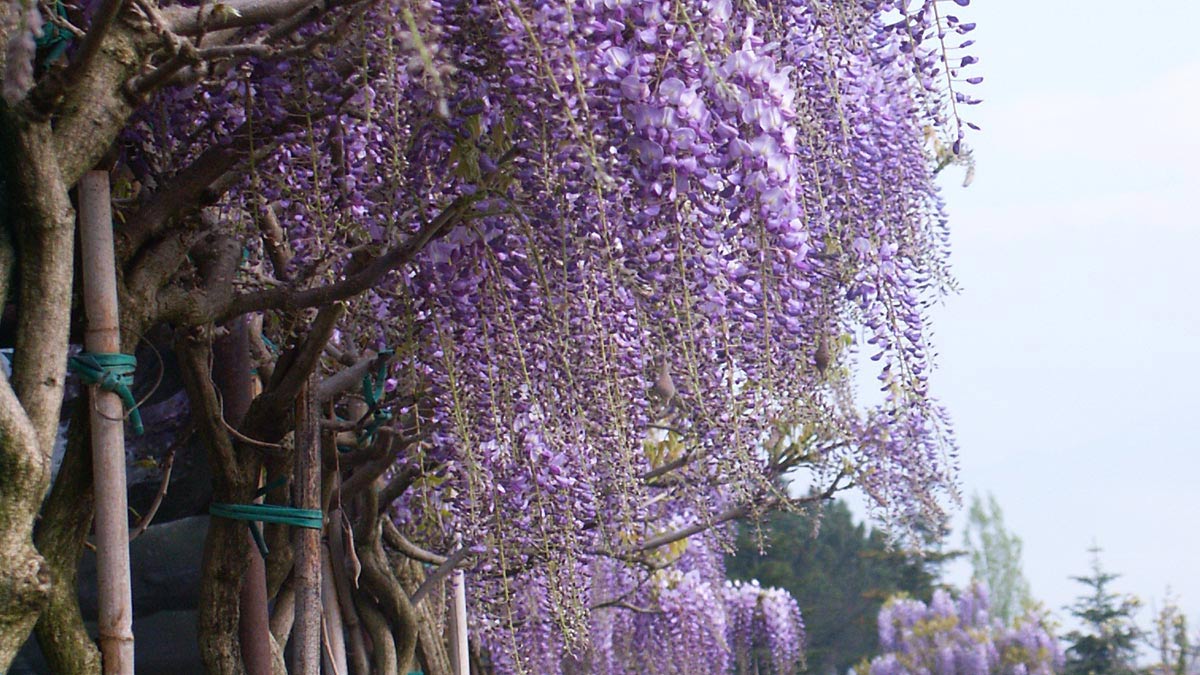 Wisteria-arbres-spécimens-grands-Mati 1909