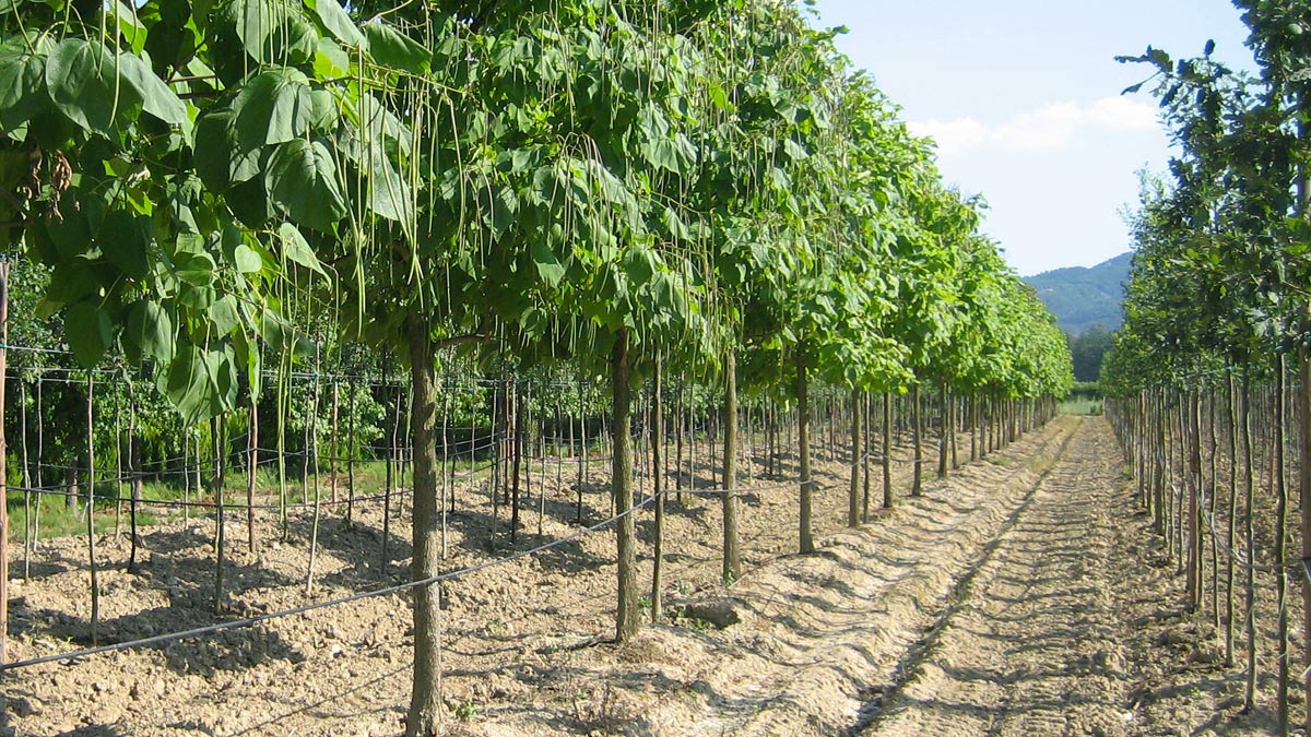 tree-plantations-cultivation-Tuscany