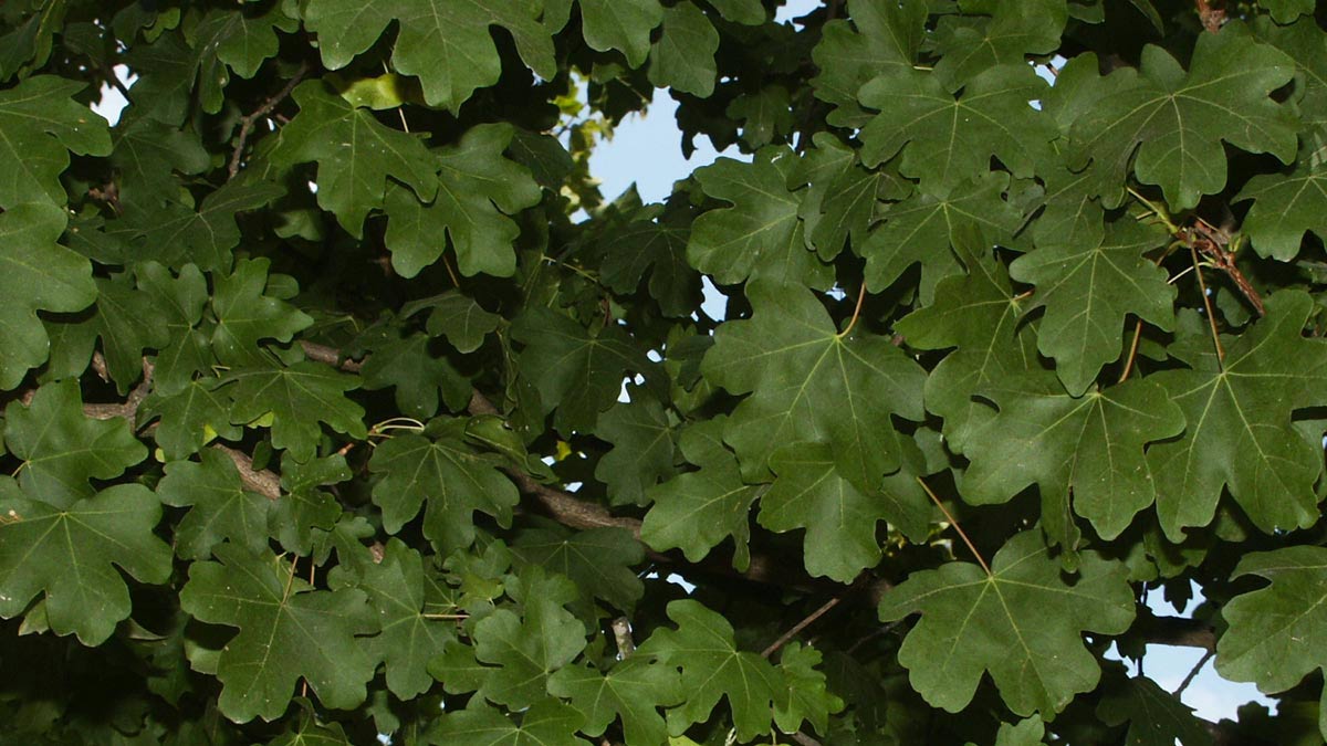 arbres des meilleures variétés et mesures