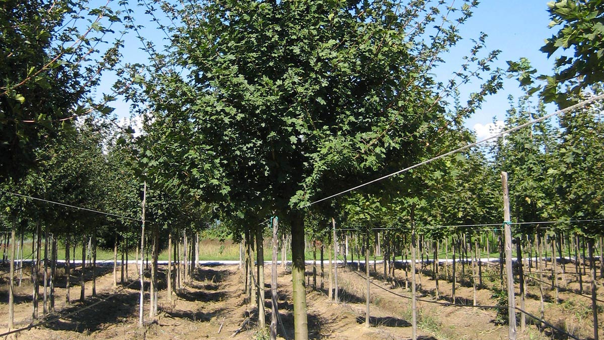 tree-plantations-sales-Pistoia