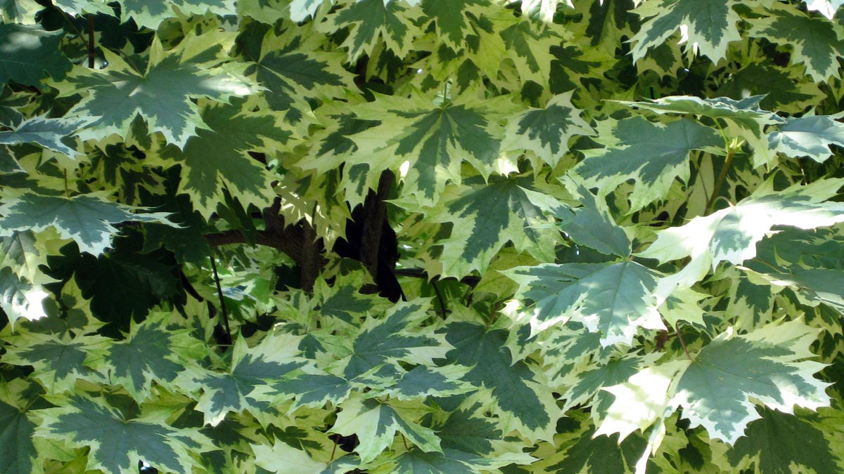 tree-plantations-sales-Tuscany