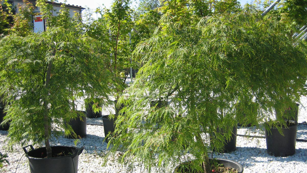 tree-plantations-nursery- Tuscany