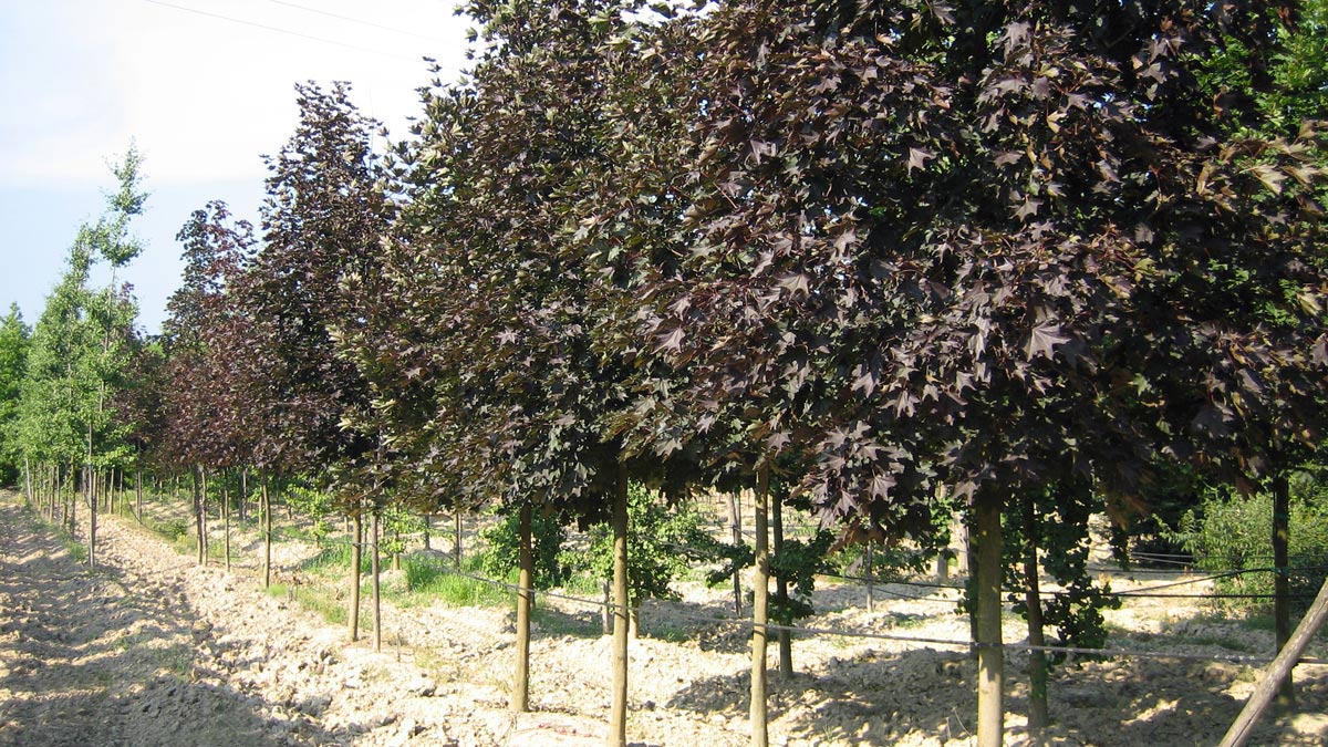 arbres- pépinière- Toscane