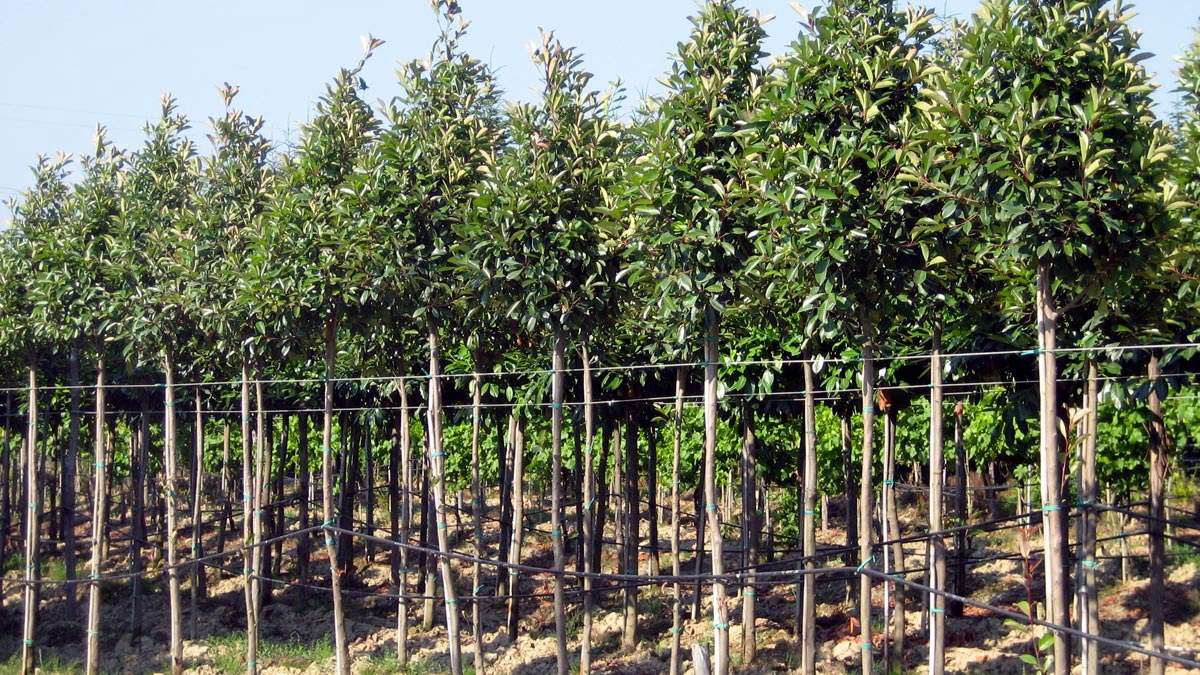 alberi-per-giardini-Pistoia