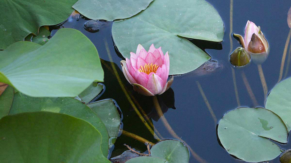 Waterlilies-floriferous-aquatic-grassy-plants-cultivation-Pistoia