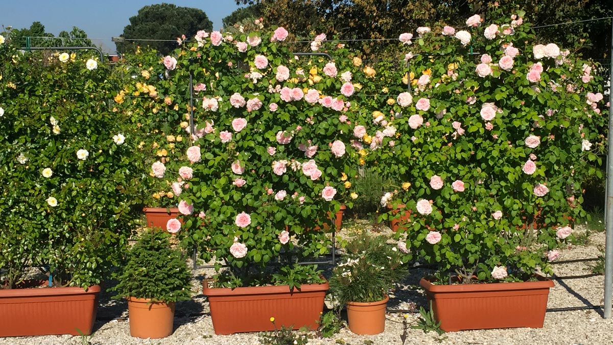 roses-rose bushes-sales-Tuscany