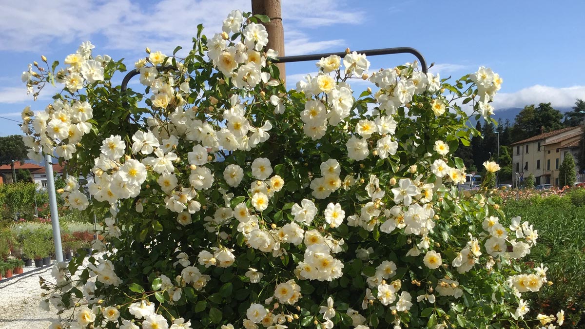 roses-cultivation-Tuscany