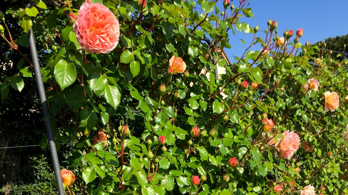 roses pépinière-Toscane