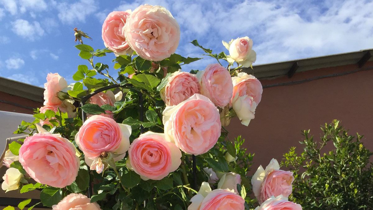 rosiers-sélectionnés-vente