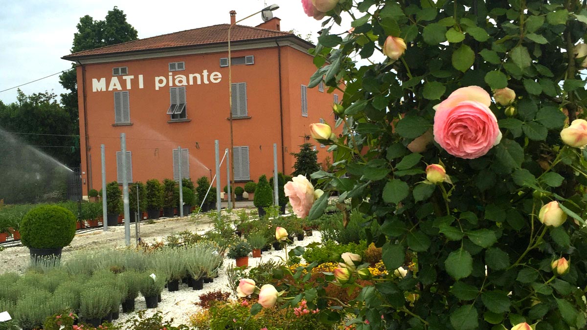 roses-culture-Pistoia