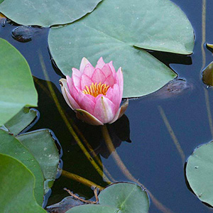 Staudenblumen, Blütenpflanzen, Wasserpflanzen und Süßgräser-Baumschule