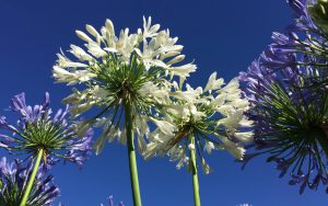 agapanthus