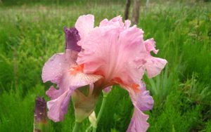 iris