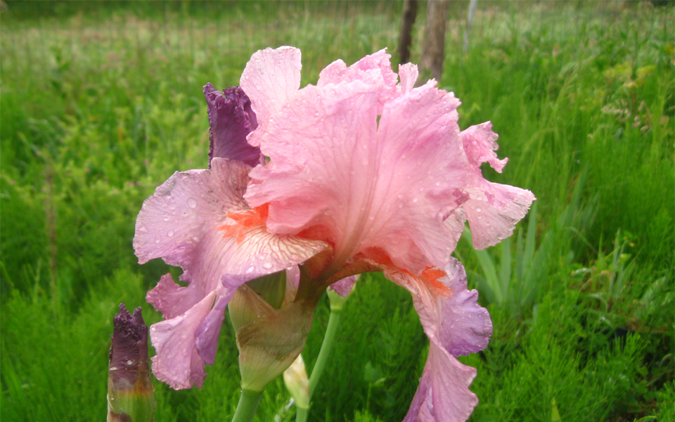 iris