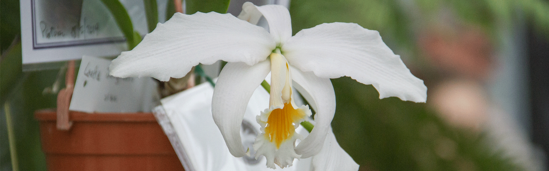 orchidea