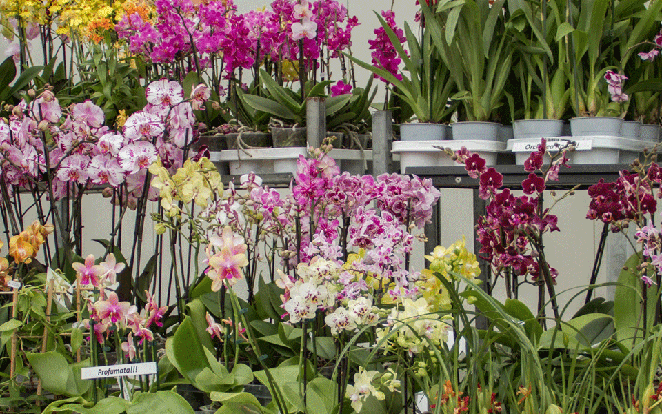 orchidee-in-varieta