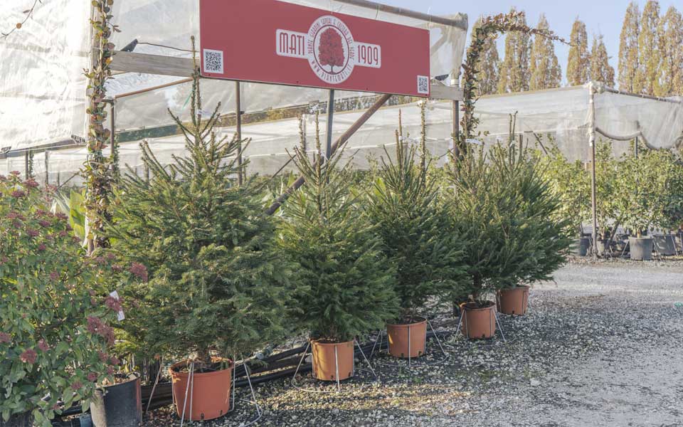 Natale-2020-alberi Natale-2020-alberi