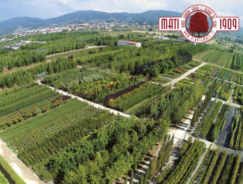 Piantare-nuovi-alberi