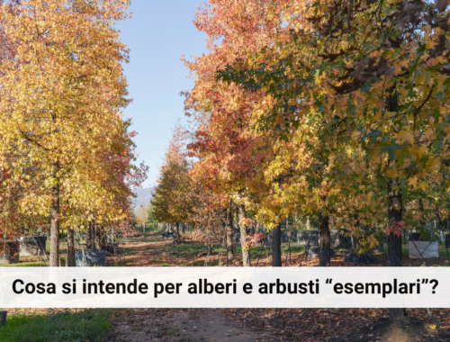 Alberature