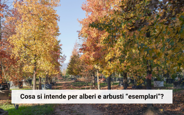 Alberature