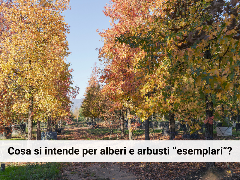 Alberature