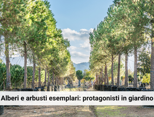 Alberi-e-arbusti-esemplari-protagonisti-in-giardino