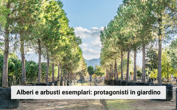 Alberi-e-arbusti-esemplari-protagonisti-in-giardino