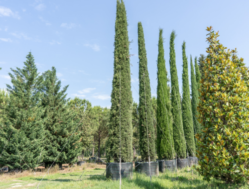 piante e alberi