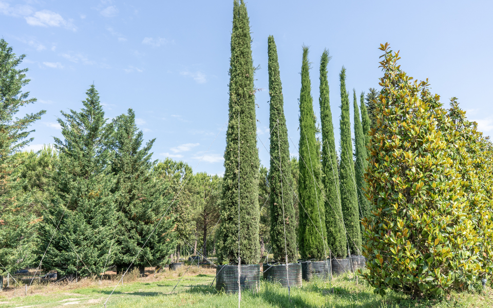 piante e alberi